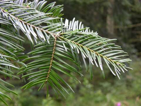 Image of Fir