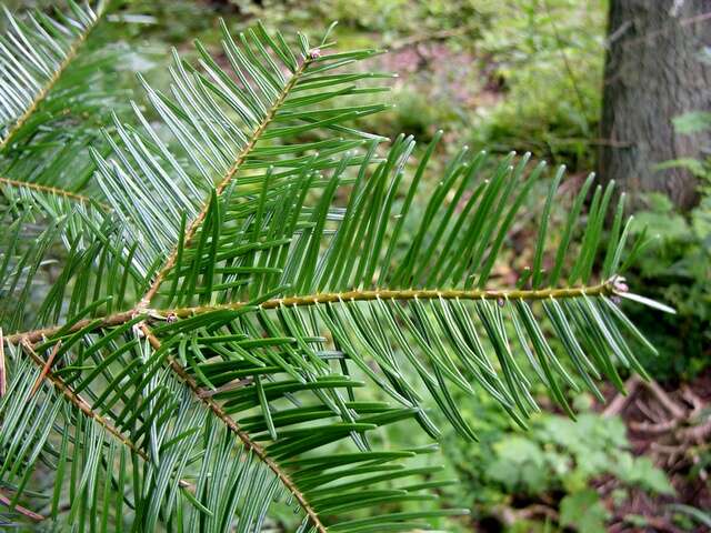 Image of Fir