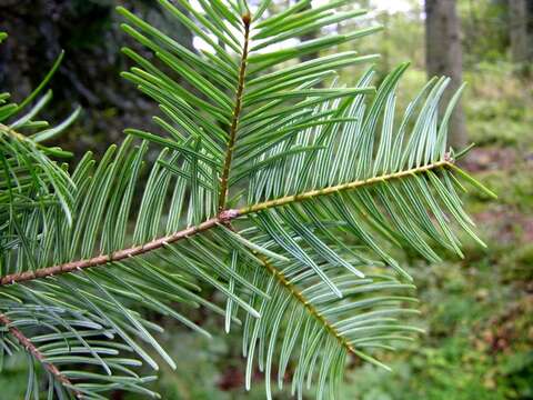 Image of Fir