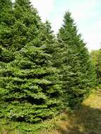 Image of Fir