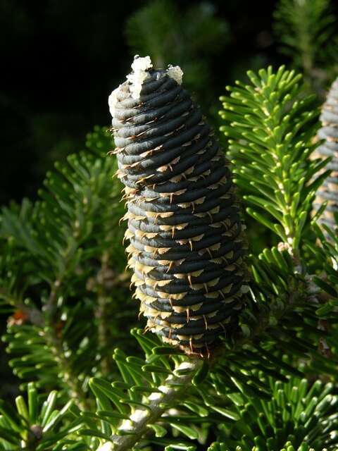 Image of Fir