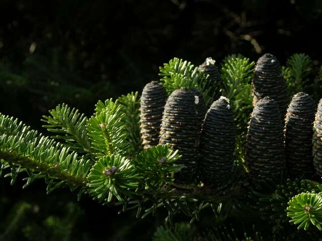 Image of Fir