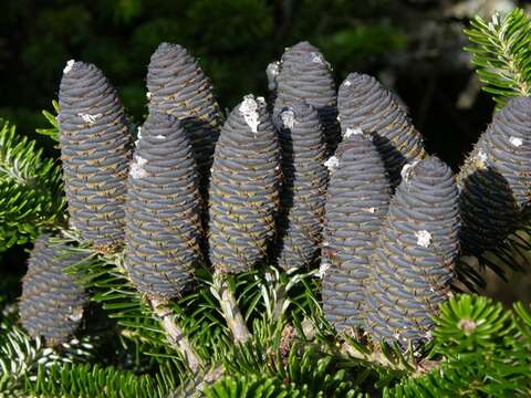 Image of Fir