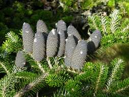 Image of Fir