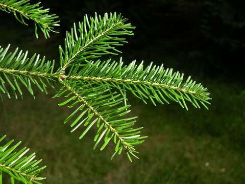 Image of Sakhalin Fir