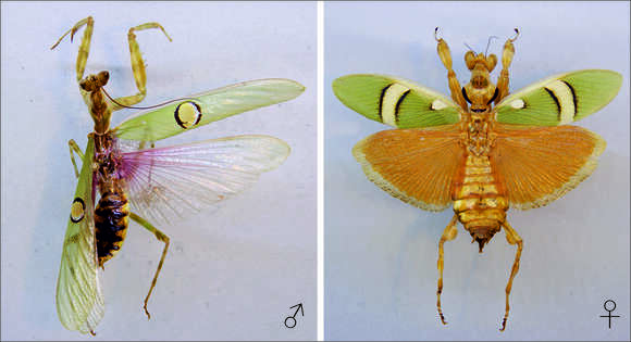 Image of Creobroter pictipennis Wood-Mason 1878