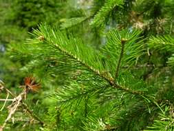 Image of Siberian Fir