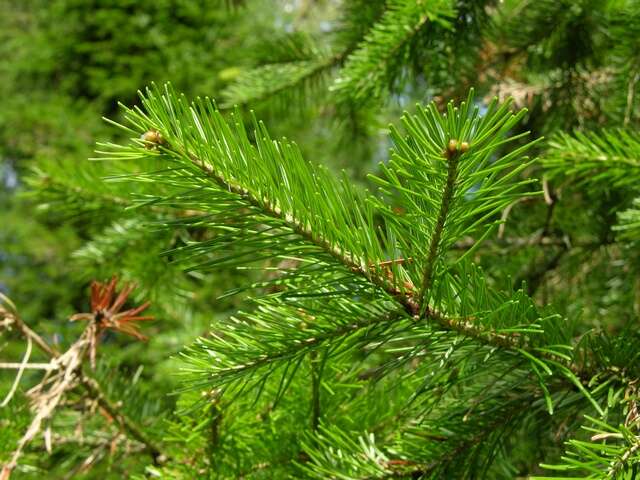 Image of Siberian Fir