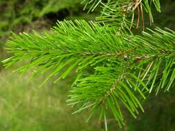 Image of Siberian Fir