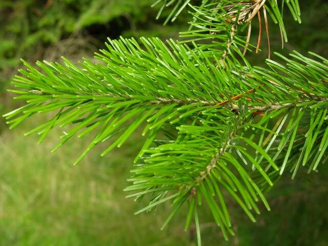 Image of Siberian Fir