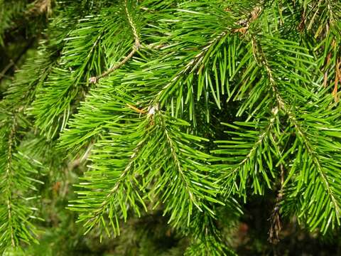 Image of Siberian Fir