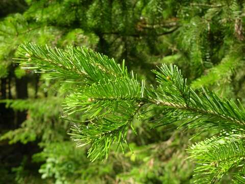 Image of Siberian Fir