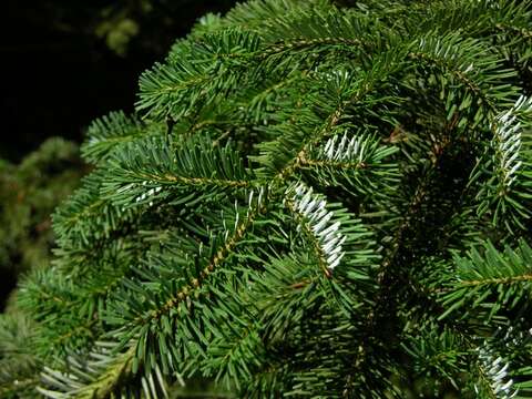 Image of Veitch Fir