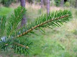 Image of Veitch Fir