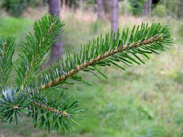 Image of Veitch Fir