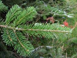 Image of Veitch Fir