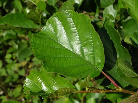 Image of alder