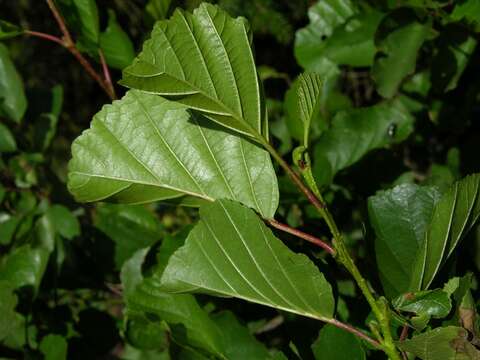 Image of alder