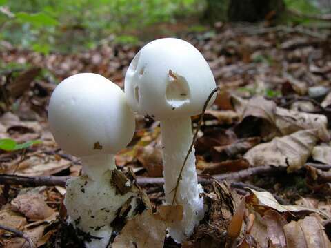 Plancia ëd Amanita virosa Bertill. 1866