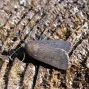 Image of Mouse Moth