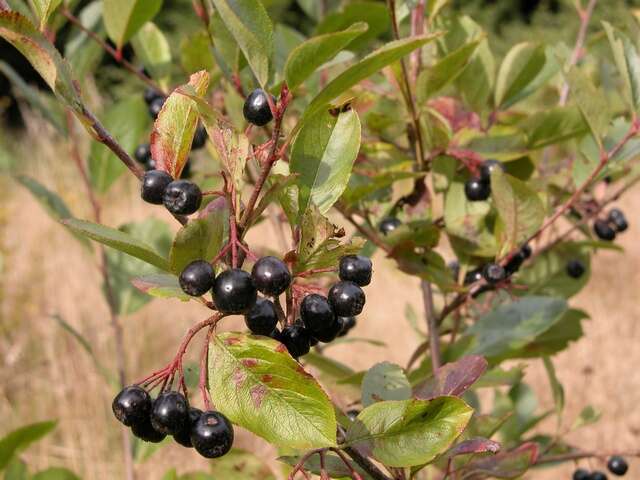 Plancia ëd Aronia