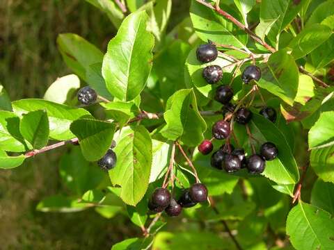 Image of Chokeberries