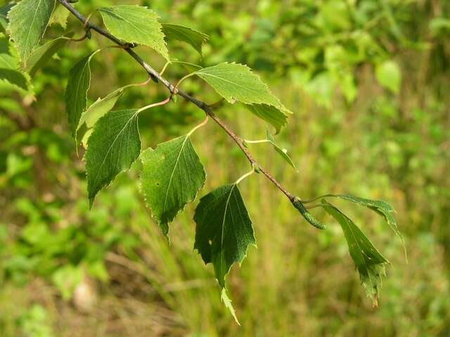 Image of birch family