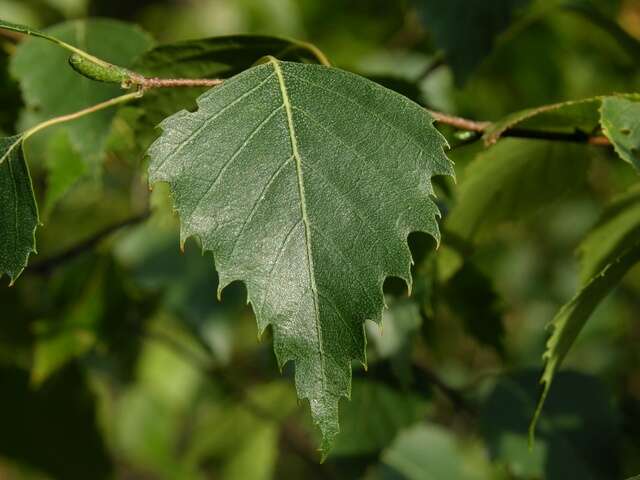 Image of birch family