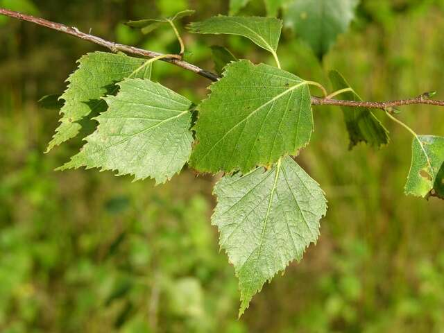 Image of birch family