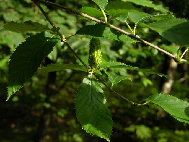 Image of birch family