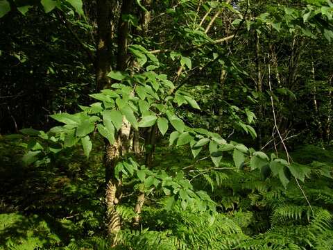 Image of birch family