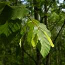 Image of Monarch Birch