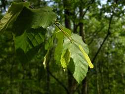 Image of Monarch Birch