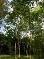 Image of Monarch Birch