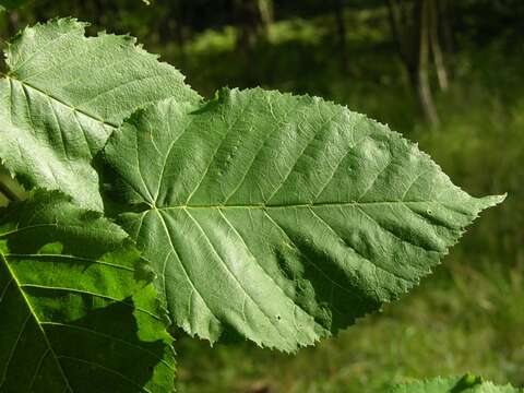 Image of Monarch Birch