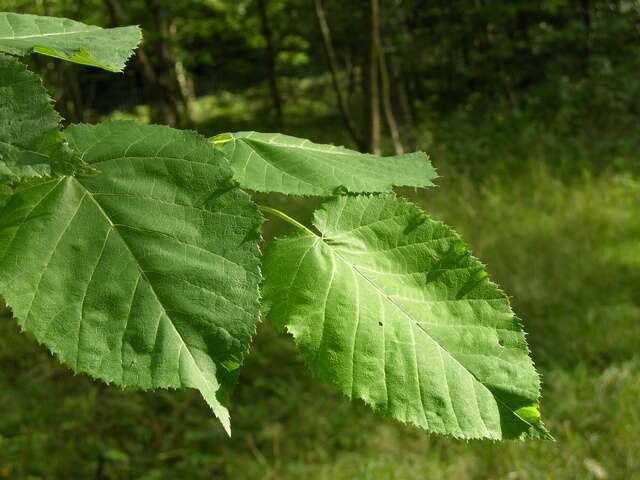 Image de Betula maximowicziana Regel