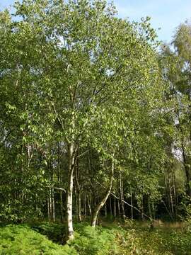 Image of birch family