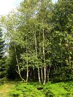 Image of birch family