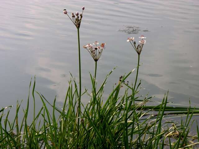 Image of flowering rush family