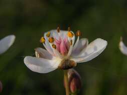 Image of flowering rush family