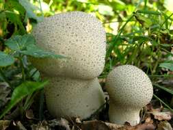 Image de Lycoperdon