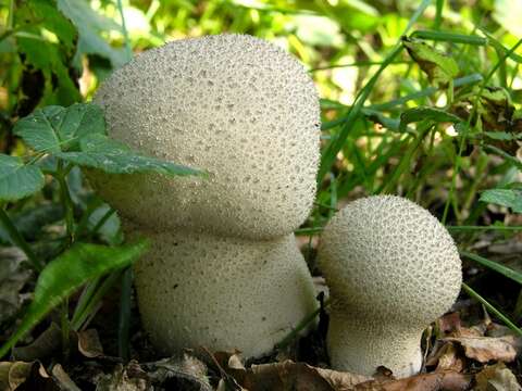 Image of Lycoperdon