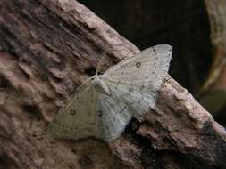 صورة Cyclophora