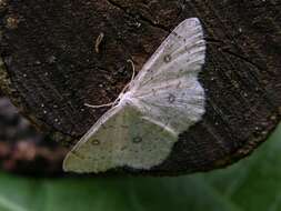 صورة Cyclophora