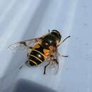 Image of <i>Eristalis horticola</i>