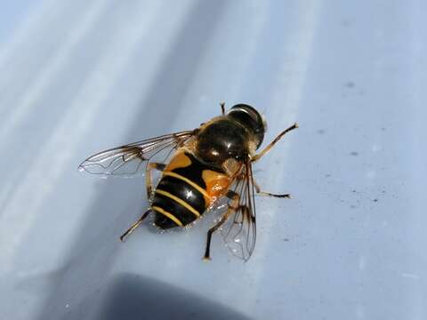Image of Stripe-winged Drone Fly