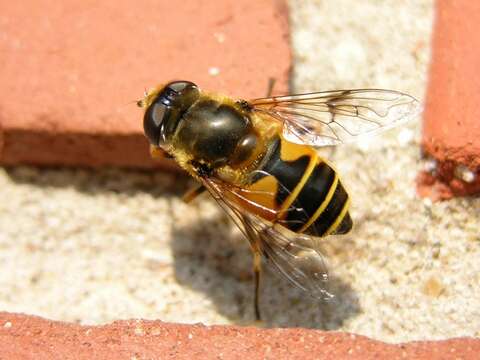 Image of Stripe-winged Drone Fly