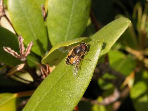 Image of Stripe-winged Drone Fly