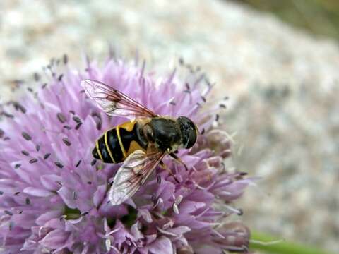 Image of Stripe-winged Drone Fly