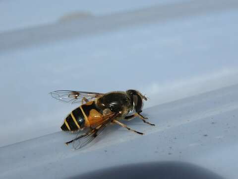 Image of Stripe-winged Drone Fly
